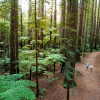 The-Redwoods-Rotorua-Graeme-Murray