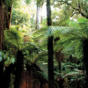 Whirinaki-Forest-Park-Lake-Taupo-Whirinaki-Rainforest-Experiences
