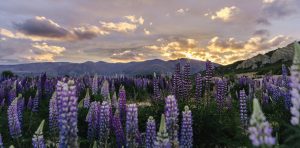 Mosaic - Tekapo