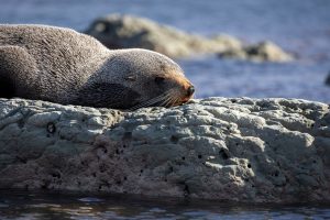 Kaikoura