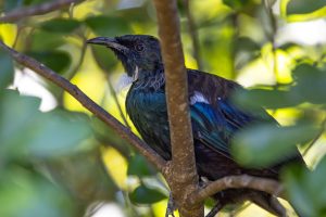 Tiritiri Matangi